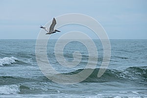Brown pelican Pelecanus occidentalis flying over surf at Tybee Island in Georgia,