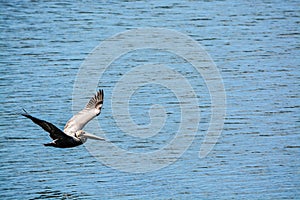 A Brown Pelican Pelecanus Occidentalis flying over Tampa Bay at Philippe Park in Safety Harbor, Florida.