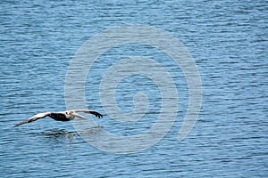 A Brown Pelican Pelecanus Occidentalis flying over Tampa Bay at Philippe Park in Safety Harbor, Florida.