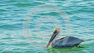 A Brown Pelican (Pelecanus Occidentalis) on the Gulf of Mexico in Florida.