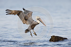 Brown Pelican Pelecanus occidentalis landing on a rock off a F photo
