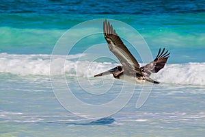 Marrón pelícano más cercano Playa México 