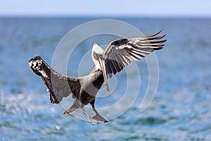 Brown pelican (Pelecanus occidentalis) Ocotal Beach, Costa Rica