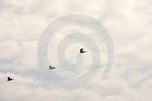 Brown pelican Pelecanus occidentalis pod over the water and sky