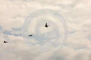 Brown pelican Pelecanus occidentalis pod over the water and sky