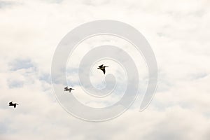 Brown pelican Pelecanus occidentalis pod over the water and sky