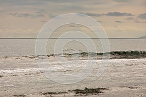 Brown pelican Pelecanus occidentalis pod over the water and sky