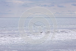 Brown pelican Pelecanus occidentalis pod over the water and sky