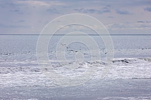 Brown pelican Pelecanus occidentalis pod over the water and sky