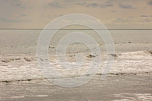 Brown pelican Pelecanus occidentalis pod over the water and sky