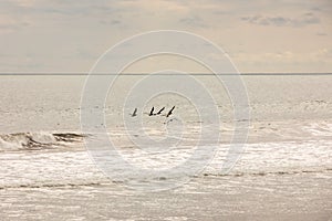 Brown pelican Pelecanus occidentalis pod over the water and sky