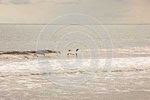 Brown pelican Pelecanus occidentalis pod over the water and sky