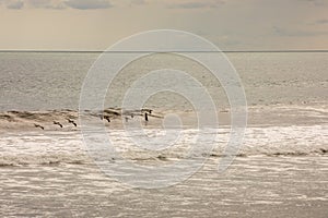 Brown pelican Pelecanus occidentalis pod over the water and sky