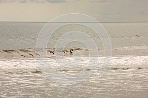 Brown pelican Pelecanus occidentalis pod over the water and sky