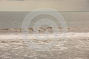 Brown pelican Pelecanus occidentalis pod over the water and sky