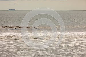 Brown pelican Pelecanus occidentalis pod over the water and sky