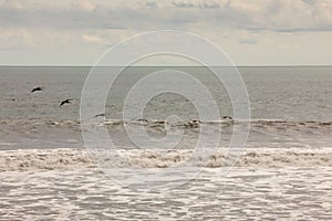 Brown pelican Pelecanus occidentalis pod over the water and sky