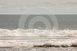 Brown pelican Pelecanus occidentalis pod over the water and sky