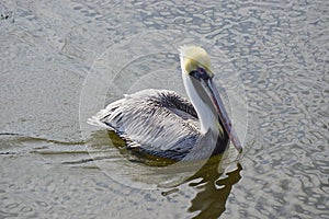 A brown pelican, Pelecanus occidentalis, resting in a harbor.