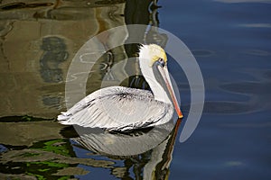 A brown pelican, Pelecanus occidentalis, resting in a harbor.