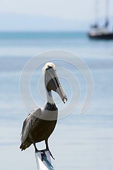 Brown Pelican (Pelecanus Occidentalis) photo