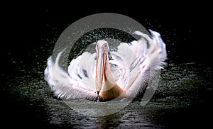 Brown Pelican Pelecanus occidentalis shaking water off feathers with flapping wings, drops of water glittering