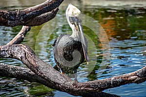 Brown Pelican Pelecanus occidentalis Standing on a Tree Trunk