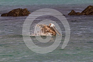 Brown Pelican Pelecanus occidentalis urinator, Galapagos subspecies,bathing near North Seymour Island