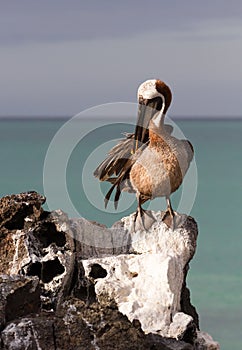 Brown Pelican Pelecanus occidentalis urinator, Galapagos subspecies, preening on a rock at North Seymour Island photo