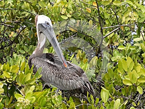 Brown Pelican, Pelecanus occidentalis urinator, resting on mangrove vegetation Galapagos, Santa Cruz, Ecuador.