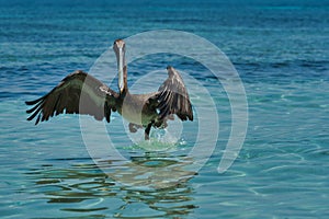A brown pelican Pelecanus occidentalis in the warm Caribbean waters photo