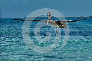 A brown pelican Pelecanus occidentalis in the warm Caribbean waters photo