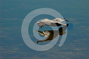 Brown Pelican - Pelecanus Occidentalus - in flight