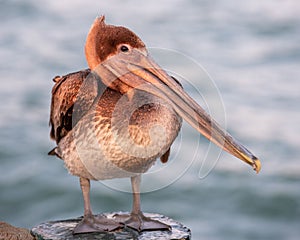 Brown Pelican perched atop a wooden pier at sunset.