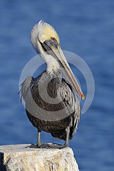 Brown Pelican perched on a dock piling - Florida