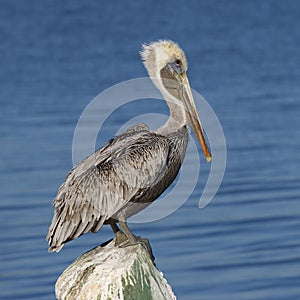 Brown Pelican perched on a dock piling - Florida