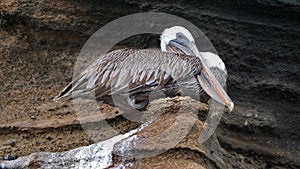 Brown pelican perched on a rock