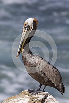 Brown Pelican perched on a rock overlooking the Pacific Ocean in