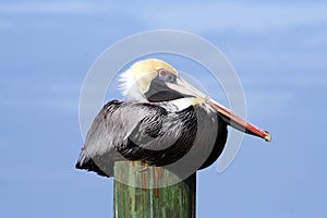 Brown Pelican on piling. photo