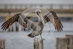 Brown pelican on piling