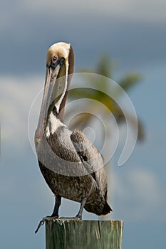 Brown Pelican on a piling in Florida photo
