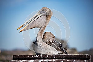 A brown pelican at Pismo Beach