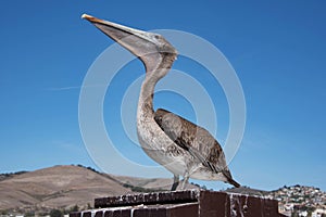 A brown pelican at Pismo Beach