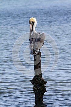 Brown Pelican on a Post photo