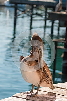 Brown Pelican Preening