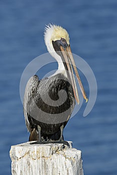 Brown Pelican preening its feathers on a Florida dock piling photo