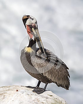 Brown Pelican preening its feathers on a rock overlooking the Pa