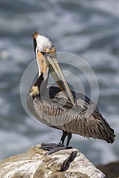 Brown Pelican preening its feathers on a rock overlooking the Pa