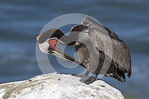 Brown Pelican preening its feathers on a rock overlooking the Pa