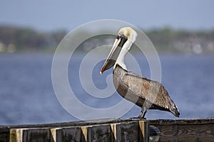 Brown Pelican Profile